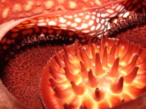 Rafflesia-arnoldii_2